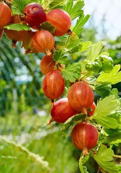 Red Amla Fruit Plant - Premium Flowering Plants from Plantparadise - Just $549.00! Shop now at Plantparadise