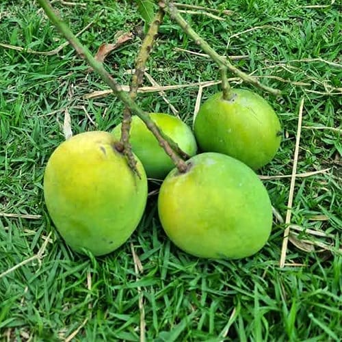 Gobindobhog Mango Plant - Premium Fruit Plants & Tree from Plantparadise - Just $549.00! Shop now at Plantparadise