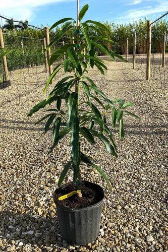 Gobindobhog Mango Plant - Premium Fruit Plants & Tree from Plantparadise - Just $549.00! Shop now at Plantparadise