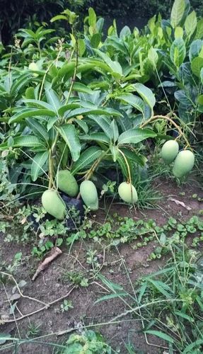 Gobindobhog Mango Plant - Premium Fruit Plants & Tree from Plantparadise - Just $549.00! Shop now at Plantparadise