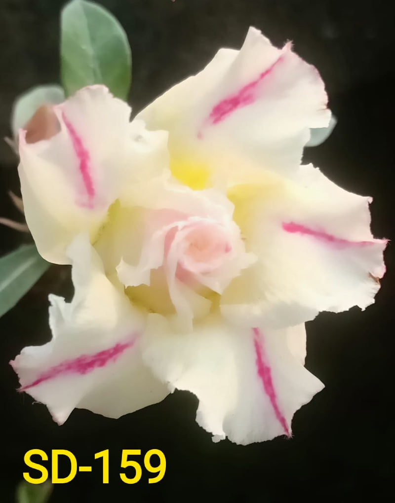 Adenium Rosy Variety|Buy Adenium Rosy Flower Plant Online|Best Place to Buy Adenium Rosy Variety - Premium Succulent Plants from Plantparadise - Just $359! Shop now at Plantparadise