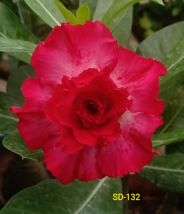 Adenium Rosy Variety|Buy Adenium Rosy Flower Plant Online|Best Place to Buy Adenium Rosy Variety - Premium Succulent Plants from Plantparadise - Just $359! Shop now at Plantparadise