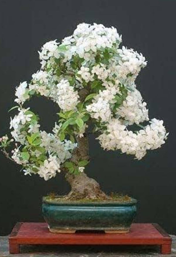 Water Jasmine|Water Jasmine plant for sale|Buy Water Jasmine online - Premium Flowering Plants from Plantparadise - Just $349! Shop now at Plantparadise