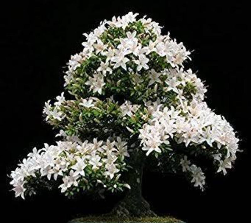 Water Jasmine|Water Jasmine plant for sale|Buy Water Jasmine online - Premium Flowering Plants from Plantparadise - Just $349! Shop now at Plantparadise