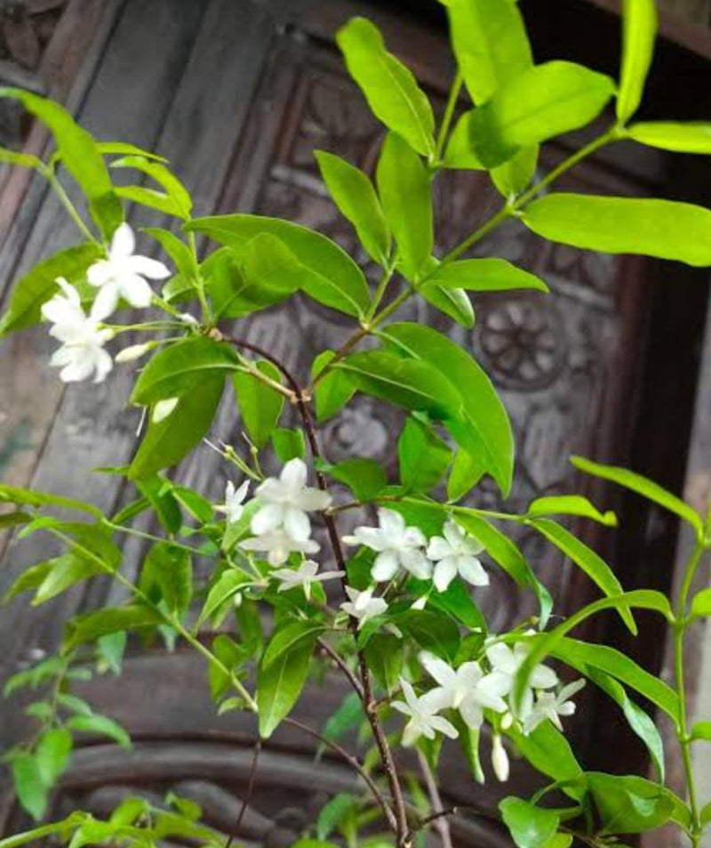 Water Jasmine|Water Jasmine plant for sale|Buy Water Jasmine online - Premium Flowering Plants from Plantparadise - Just $349! Shop now at Plantparadise