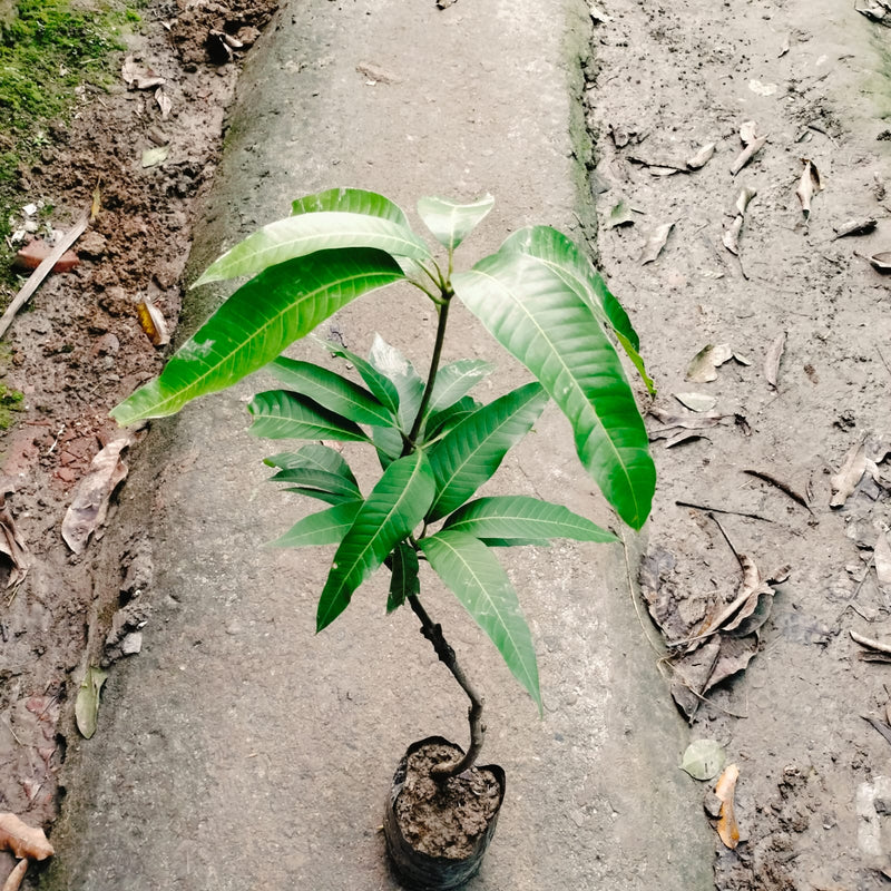 The "Bari -13" mango plant|Bangladesh Bari-13 Mango Sale online - Premium Fruit Plants from Plantparadise - Just $799! Shop now at Plantparadise