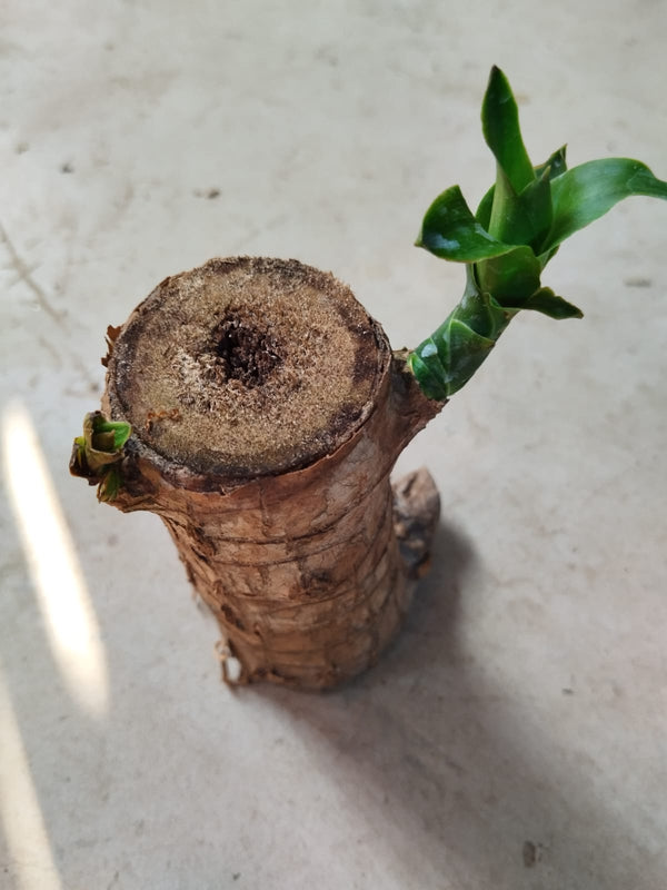 Pau-Brasil (Brazilwood) - Caesalpinia echinata |Brazilian Lucky Wood|Lucky Wood for Sale - Premium Indoor Plant from Plantparadise - Just $349! Shop now at Plantparadise