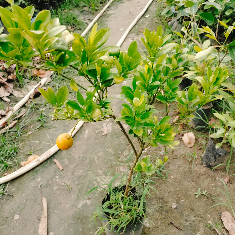 The Kumquat Orange|Kumquat Orange plant for sale - Premium Fruit Plants from Plantparadise - Just $390! Shop now at Plantparadise