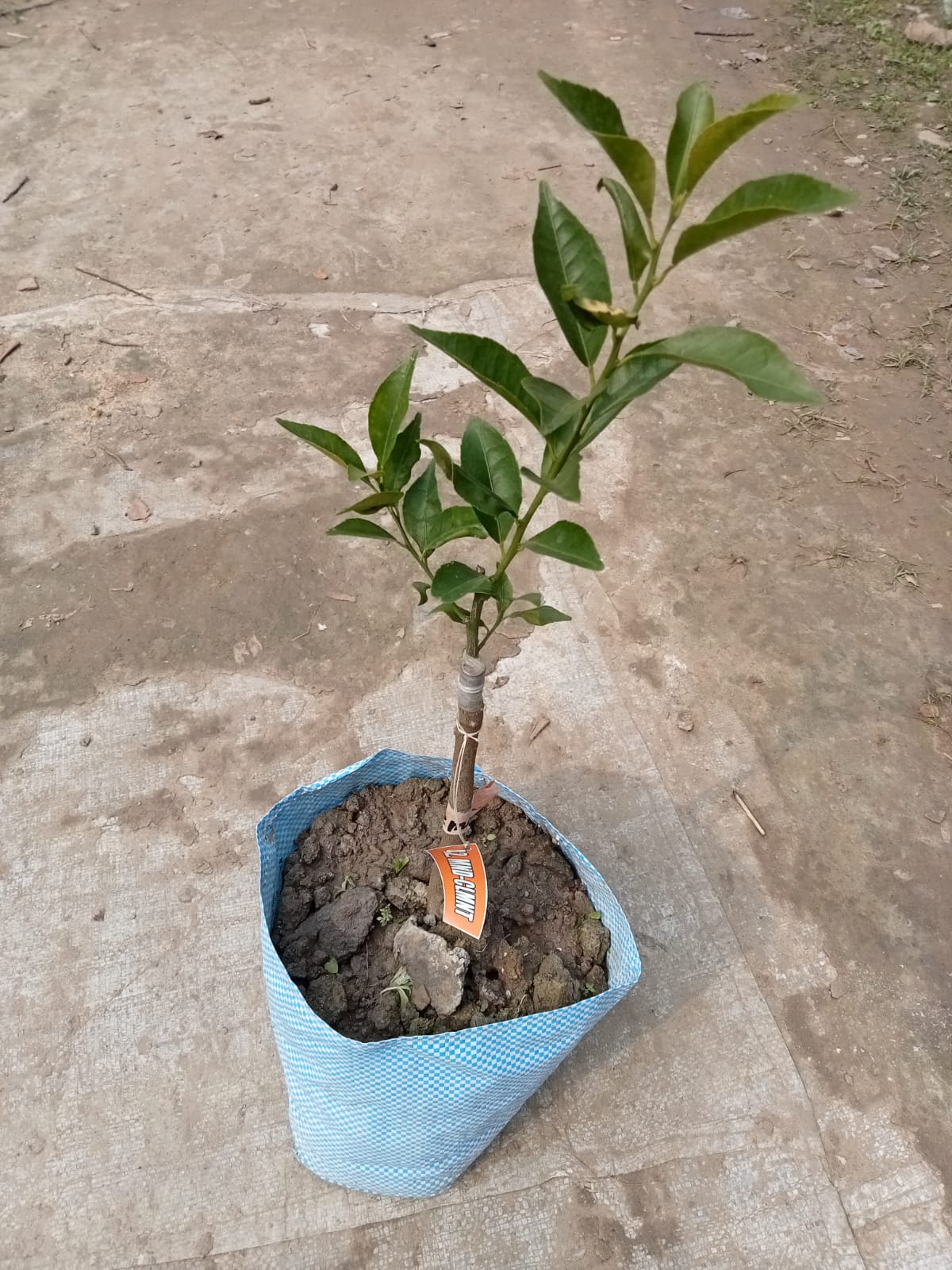 Pau Kinnow Orange Plant|Buy Pau Kinnow Orange Plant Online - Premium Fruit Plants & Tree from Plantparadise - Just $899! Shop now at Plantparadise