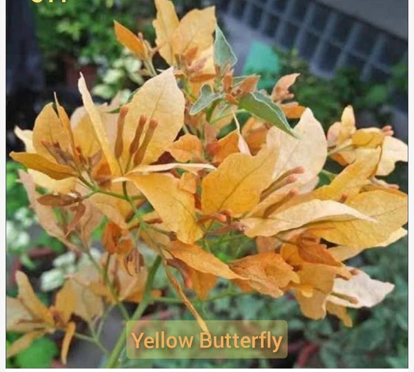 YELLOW BUTTERFLY THAI VARIETY BOUGAINVILLEA FLOWER PLANT - Premium Flowering Plants from Plantparadise - Just $600! Shop now at Plantparadise