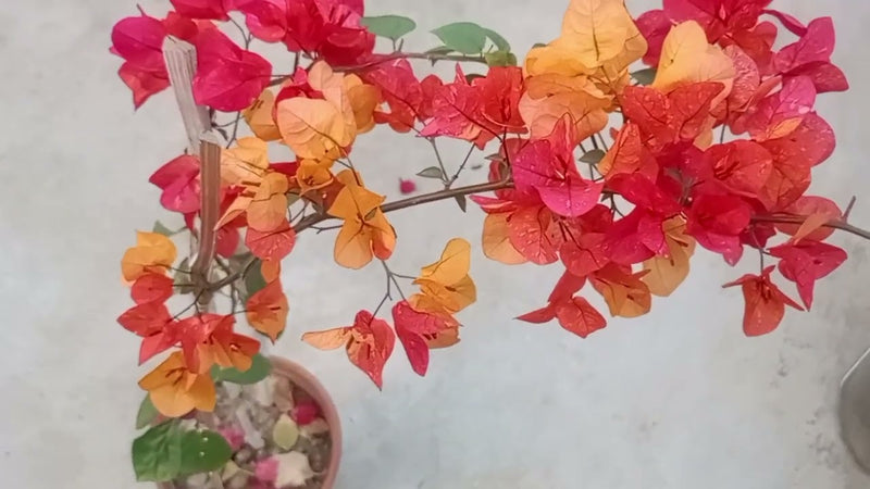 ADARNA THAI BOUGAINVILLEA FLOWER PLANT| BUY ADARNA THAI BOUGAINVILLEA - Premium Flowering Plants from Plantparadise - Just $1099! Shop now at Plantparadise