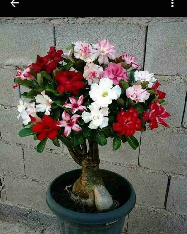 Multi Grafted Adenium Flower Plant ( 6 Different Colour)|Multi-Grafted Adenium for Sale - Premium Flowering Plants from Plantparadise - Just $2250! Shop now at Plantparadise