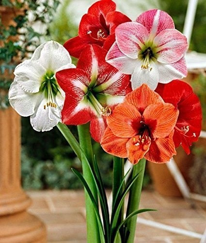 Amaryllis Lily Flower Bulb set of 5 | Buy online Amaryllis Lily Flower  Bulb - Premium Combo Packs - Bulbs from Plantparadise - Just $300! Shop now at Plantparadise