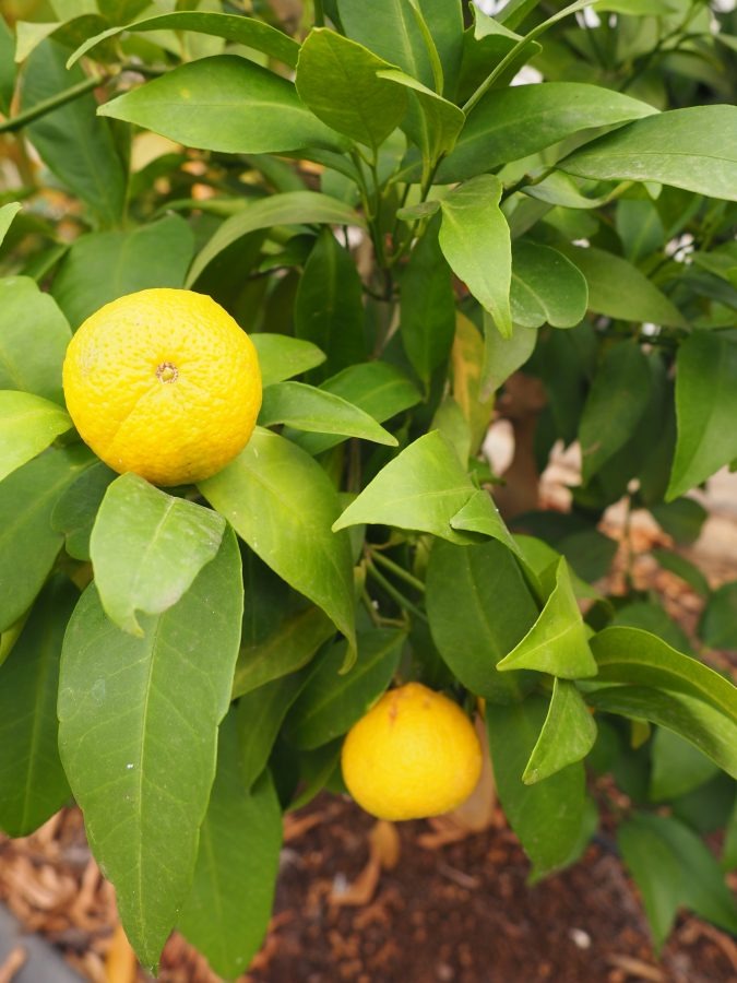 Amoa 8 Blood Mandarin|Amoa 8 Blood Mandarin Plant for Sale - Premium Fruit Plants & Tree from Plantparadise - Just $799! Shop now at Plantparadise