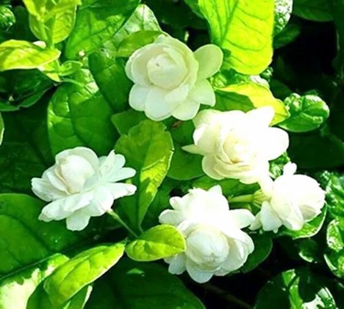 Arabian Jasmine (Bell)Flower Plant - Premium  from Plantparadise - Just $539! Shop now at Plantparadise