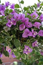 Blueberry Ice Bougainvillea - Thai Variety|Blueberry Ice Bougainvillea Thai variety for sale - Premium Flowering Plants from Plantparadise - Just $1600! Shop now at Plantparadise