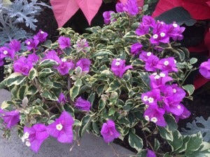 Blueberry Ice Bougainvillea - Thai Variety|Blueberry Ice Bougainvillea Thai variety for sale - Premium Flowering Plants from Plantparadise - Just $1600! Shop now at Plantparadise