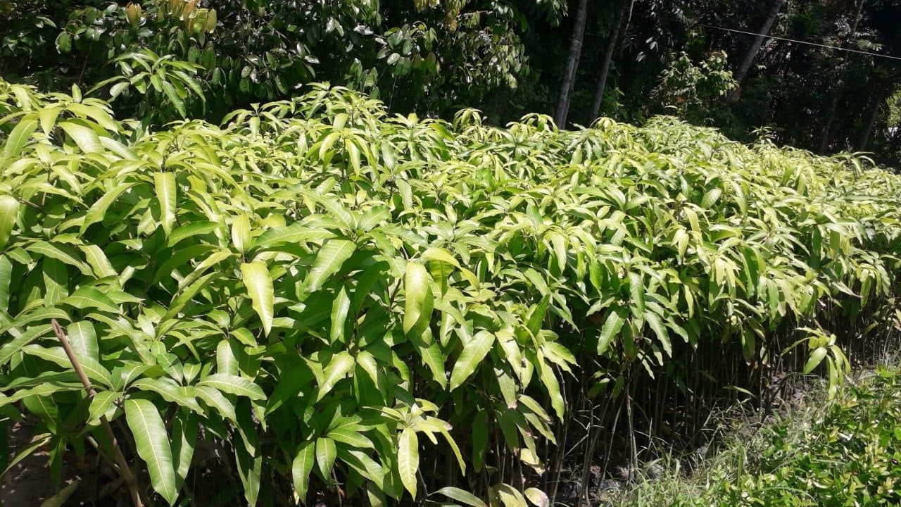 Brunei King Mango Plant - Premium Fruit Plants & Tree from Plantparadise - Just $950! Shop now at Plantparadise