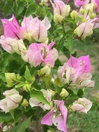 Thai Chilli Icecream Bougainvillea Flower Plant|Buy Thai Bougainvillea Flower plant sale online - Premium Flowering Plants from Plantparadise - Just $799! Shop now at Plantparadise