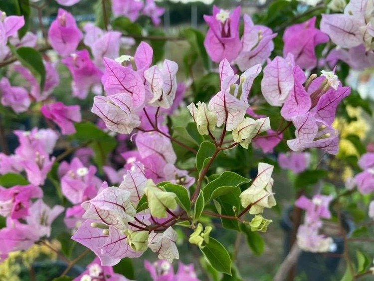 Thai Chilli Icecream Bougainvillea Flower Plant|Buy Thai Bougainvillea Flower plant sale online - Premium Flowering Plants from Plantparadise - Just $799! Shop now at Plantparadise