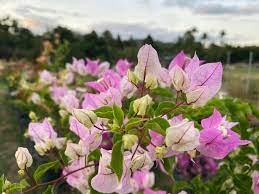 Thai Chilli Icecream Bougainvillea Flower Plant|Buy Thai Bougainvillea Flower plant sale online - Premium Flowering Plants from Plantparadise - Just $799! Shop now at Plantparadise