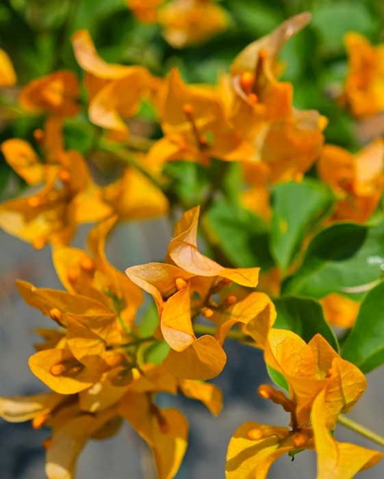 The Thai Chilli Yellow Bougainvillea (Bougainvillea glabra)| - Premium Flowering Plants from Plantparadise - Just $799! Shop now at Plantparadise