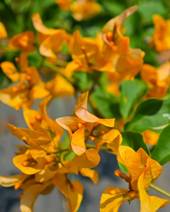 The Thai Chilli Yellow Bougainvillea (Bougainvillea glabra)| - Premium Flowering Plants from Plantparadise - Just $799! Shop now at Plantparadise