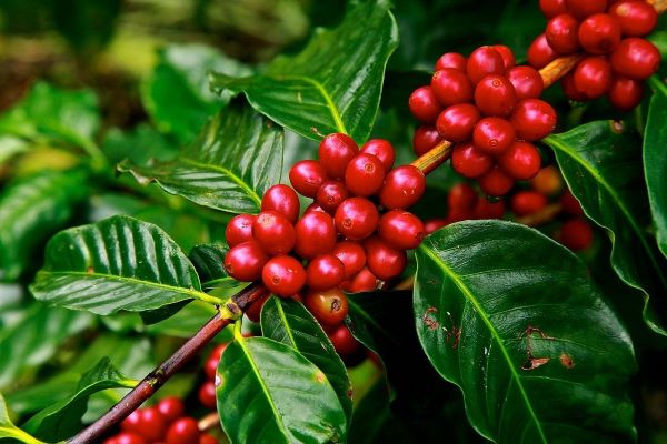 Coffee Fruit Plant - Premium Fruit Plants & Tree from Plantparadise - Just $699! Shop now at Plantparadise