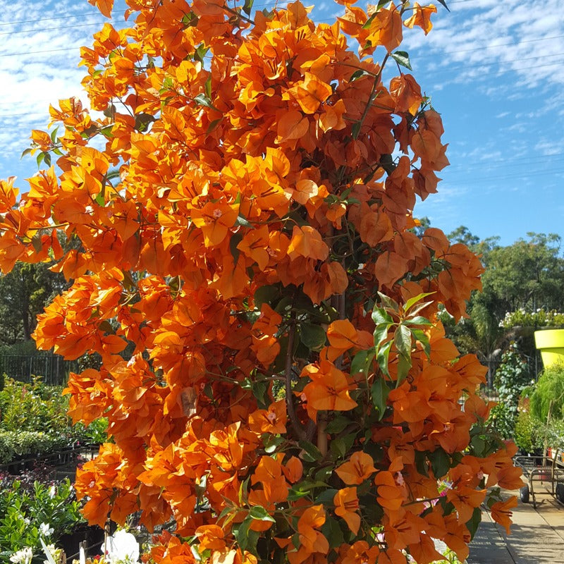 The Bougainvillea Fire Opal Thai variety|Bougainvillea Fire Opal Thai variety|Bougainvillea Fire Opal for sale - Premium Flowering Plants from Plantparadise - Just $750! Shop now at Plantparadise