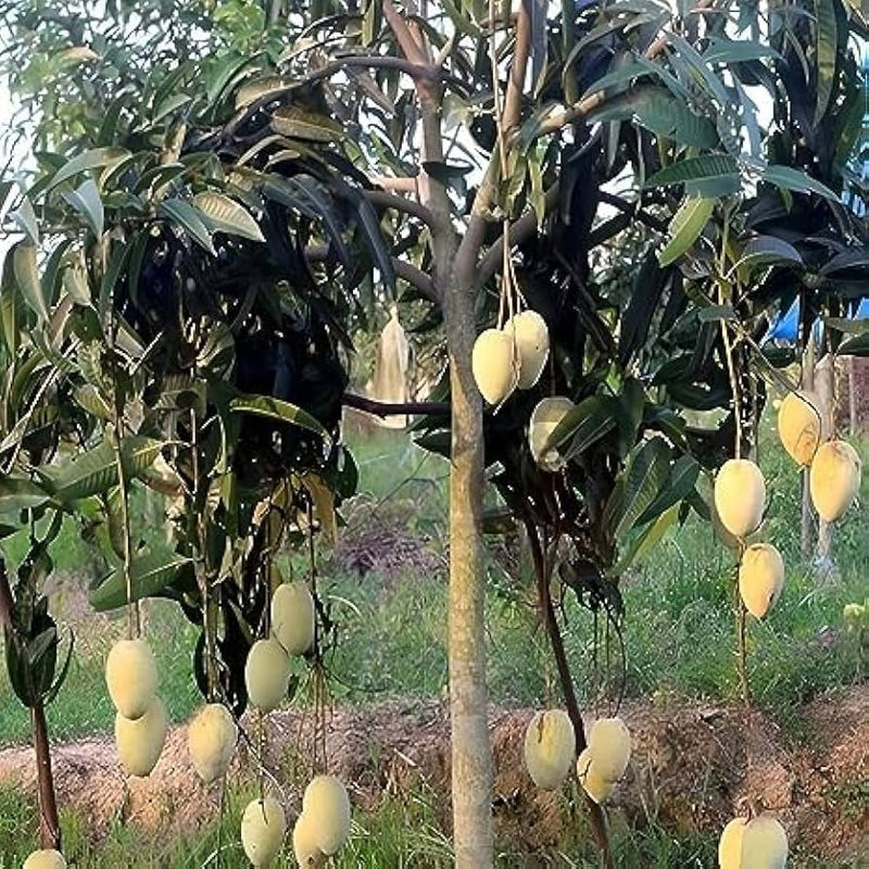 The Gomati mango (Mangifera indica 'Gomati')|Gomati mango tree for sale - Premium Fruit Plants from Plantparadise - Just $850! Shop now at Plantparadise