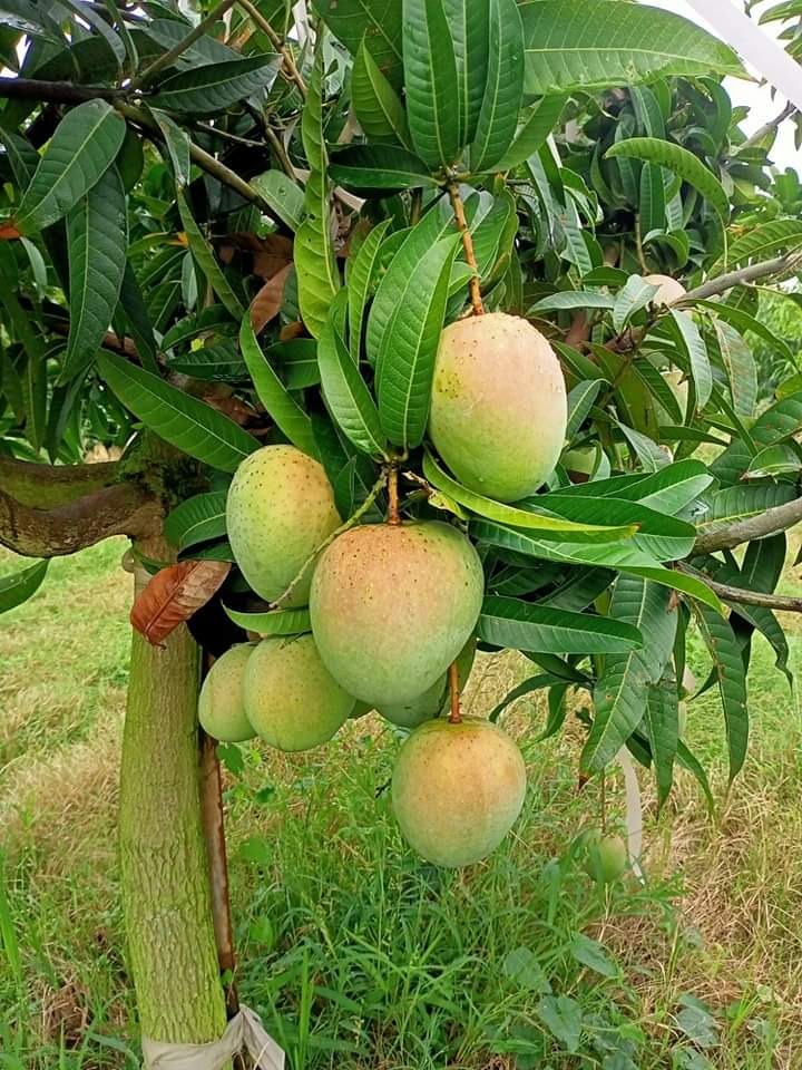 The Gomati mango (Mangifera indica 'Gomati')|Gomati mango tree for sale - Premium Fruit Plants from Plantparadise - Just $850! Shop now at Plantparadise