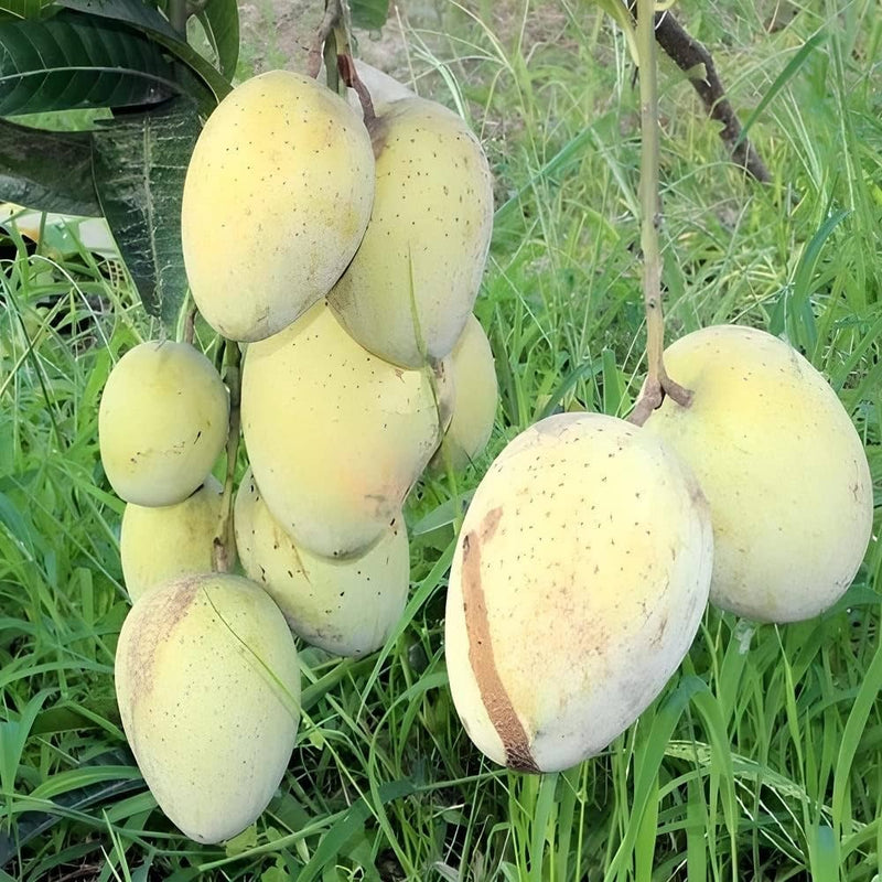 The Gomati mango (Mangifera indica 'Gomati')|Gomati mango tree for sale - Premium Fruit Plants from Plantparadise - Just $850! Shop now at Plantparadise