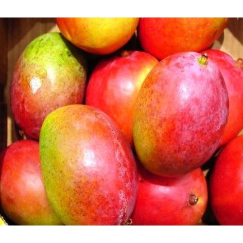 Gulab Khas Mango Plant Grafted - Premium Fruit Plants & Tree from Plantparadise - Just $499! Shop now at Plantparadise