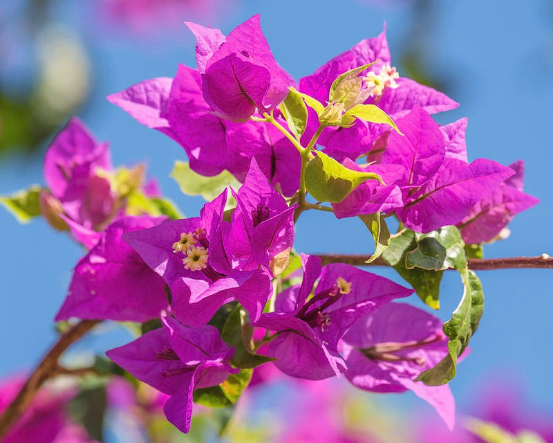 Hawaiian Pink Thai Bougainvillea - Premium Flowering Plants from Plantparadise - Just $999! Shop now at Plantparadise