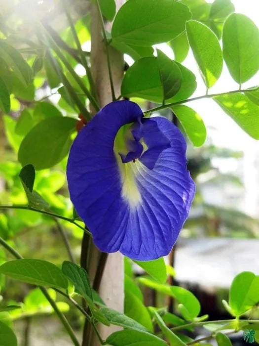 Clitoria Ternatea (Nilkantha) - Premium Flowering Plants from Plantparadise - Just $450.00! Shop now at Plantparadise