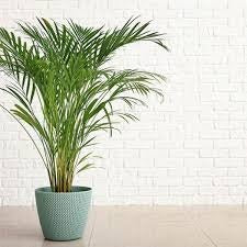 Areca Palm - Premium  from Plantparadise - Just $499.00! Shop now at Plantparadise