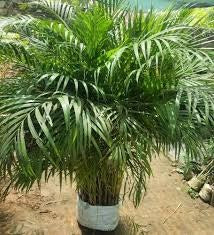 Areca Palm - Premium  from Plantparadise - Just $499.00! Shop now at Plantparadise