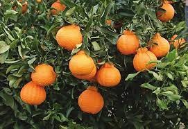 Dekopon Orange Plant - Premium Fruit Plants & Tree from Plantparadise - Just $789! Shop now at Plantparadise