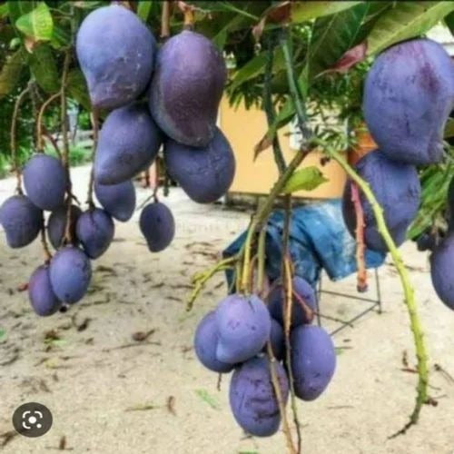 Kasturi Mango - Premium Fruit Plants & Tree from Plantparadise - Just $989! Shop now at Plantparadise