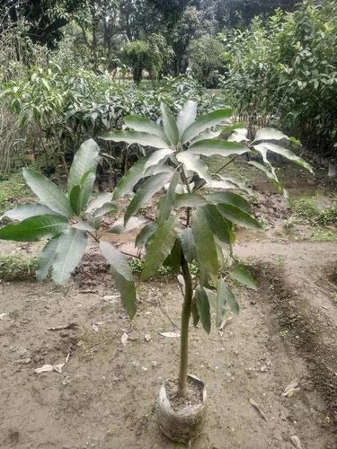 Kasturi Mango Plant - Premium Fruit Plants & Tree from Plantparadise - Just $900.00! Shop now at Plantparadise