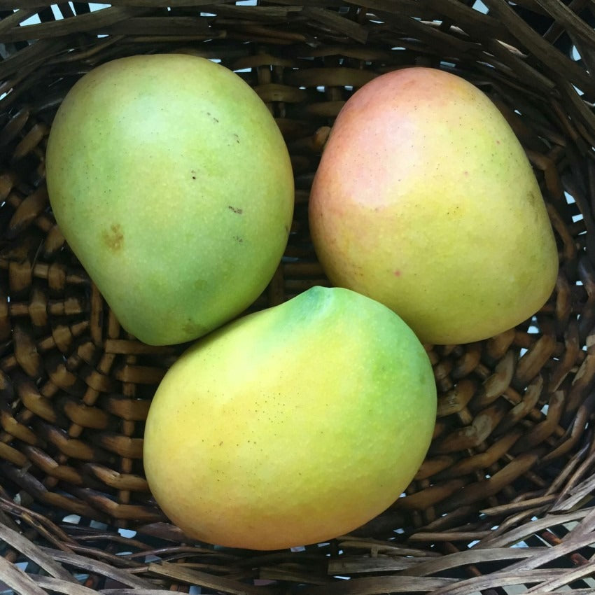 Kensington Pride Mango Plant Best Price in 2024 at Plantparadise