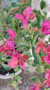 The Kristina Thai variety of Bougainvillea |Kristina Thai Bougainvillea online - Premium Flowering Plants from Plantparadise - Just $750! Shop now at Plantparadise