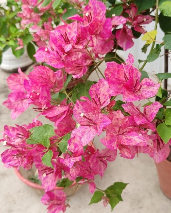 The Kristina Thai variety of Bougainvillea |Kristina Thai Bougainvillea online - Premium Flowering Plants from Plantparadise - Just $750! Shop now at Plantparadise