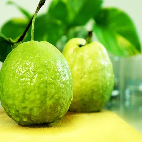 Lalit guava |Buy Lalit guava plant online - Premium Fruit Plants & Tree from Plantparadise - Just $550! Shop now at Plantparadise