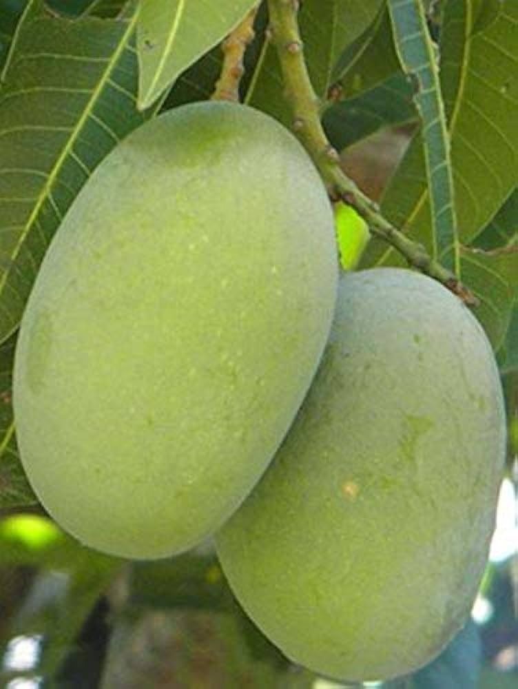 Langra mango|Langra mango grafted plant for sale - Premium Fruit Plants & Tree from Plantparadise - Just $600! Shop now at Plantparadise