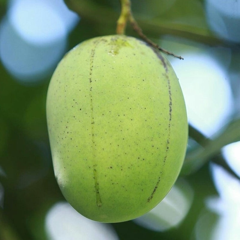 Langra mango|Langra mango grafted plant for sale - Premium Fruit Plants & Tree from Plantparadise - Just $600! Shop now at Plantparadise