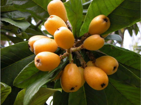 Loquat Fruit Plant