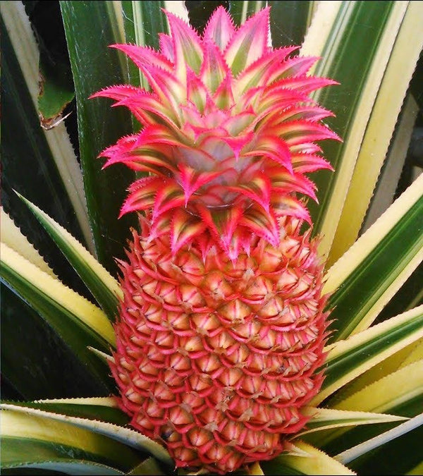 Red Pineapple Fruit Plant - Premium Fruit Plants from Plantparadise - Just $749.00! Shop now at Plantparadise