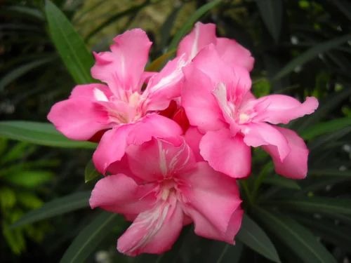 Nerium Pink Double (Kanchan) Flower Plant - Premium Flowering Shrubs from Plantparadise - Just $299! Shop now at Plantparadise