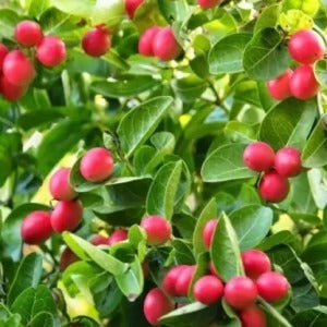 Red Pati Lemon Plant - Premium Fruit Plants from Plantparadise - Just $789.00! Shop now at Plantparadise